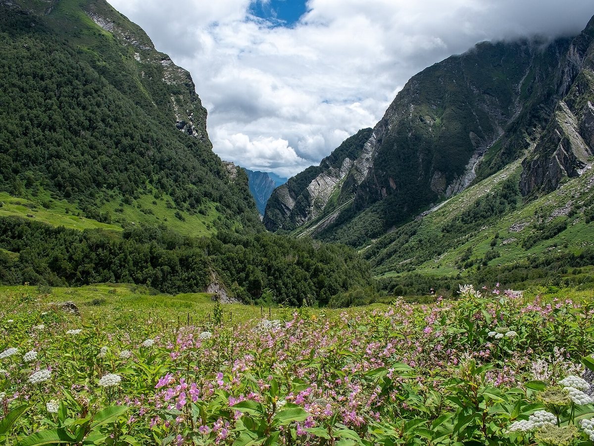 Valley of Flowers National Park in monsoon bloom, Uttarakhand — end of August group trek with NamasteeWanderrlust